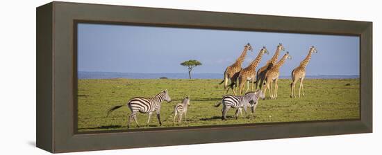 Maasai giraffe wander across the Masai Mara plain. Kenya.-Larry Richardson-Framed Premier Image Canvas