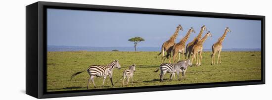 Maasai giraffe wander across the Masai Mara plain. Kenya.-Larry Richardson-Framed Premier Image Canvas