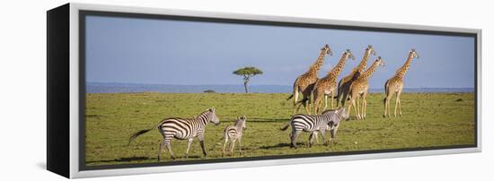 Maasai giraffe wander across the Masai Mara plain. Kenya.-Larry Richardson-Framed Premier Image Canvas