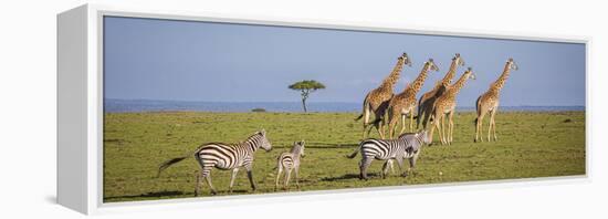 Maasai giraffe wander across the Masai Mara plain. Kenya.-Larry Richardson-Framed Premier Image Canvas