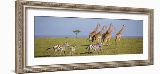 Maasai giraffe wander across the Masai Mara plain. Kenya.-Larry Richardson-Framed Photographic Print