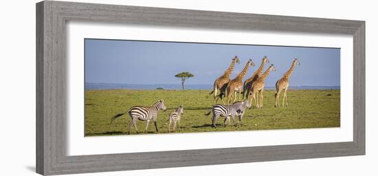 Maasai giraffe wander across the Masai Mara plain. Kenya.-Larry Richardson-Framed Photographic Print