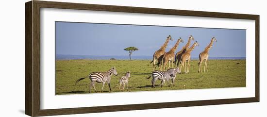 Maasai giraffe wander across the Masai Mara plain. Kenya.-Larry Richardson-Framed Photographic Print