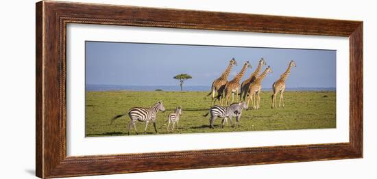 Maasai giraffe wander across the Masai Mara plain. Kenya.-Larry Richardson-Framed Photographic Print