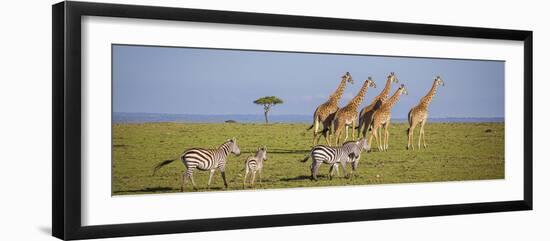 Maasai giraffe wander across the Masai Mara plain. Kenya.-Larry Richardson-Framed Photographic Print