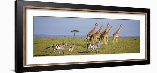 Maasai giraffe wander across the Masai Mara plain. Kenya.-Larry Richardson-Framed Photographic Print