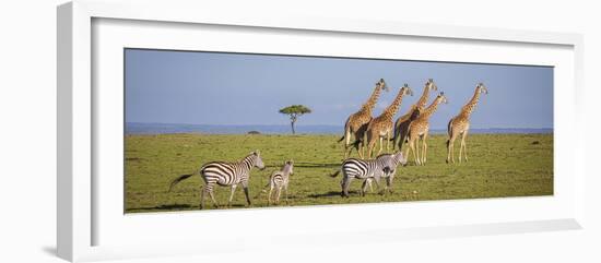 Maasai giraffe wander across the Masai Mara plain. Kenya.-Larry Richardson-Framed Photographic Print