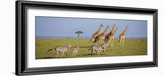 Maasai giraffe wander across the Masai Mara plain. Kenya.-Larry Richardson-Framed Photographic Print