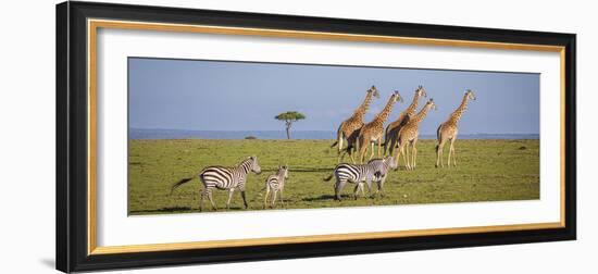 Maasai giraffe wander across the Masai Mara plain. Kenya.-Larry Richardson-Framed Photographic Print