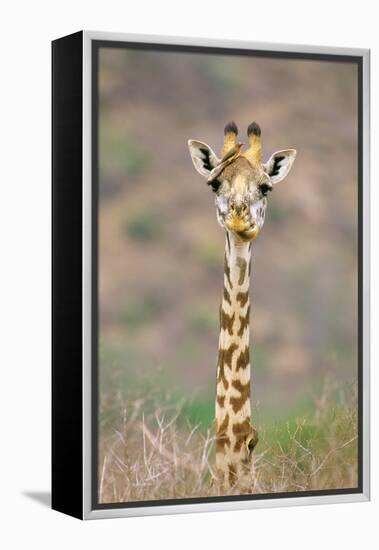 Maasai Giraffe Young with Bird on Head-null-Framed Premier Image Canvas
