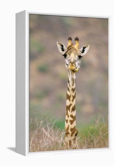 Maasai Giraffe Young with Bird on Head-null-Framed Premier Image Canvas