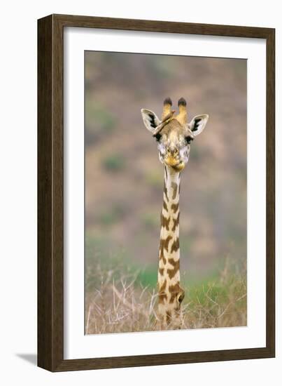 Maasai Giraffe Young with Bird on Head-null-Framed Photographic Print