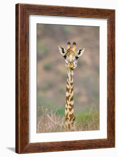 Maasai Giraffe Young with Bird on Head-null-Framed Photographic Print