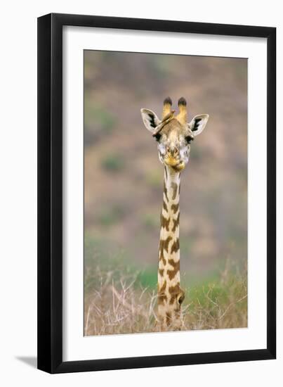 Maasai Giraffe Young with Bird on Head-null-Framed Photographic Print