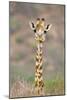 Maasai Giraffe Young with Bird on Head-null-Mounted Photographic Print