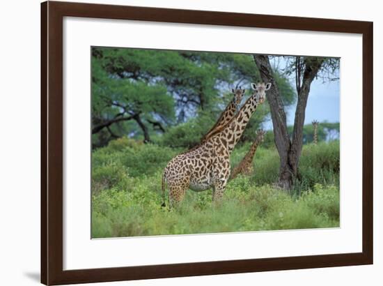 Maasai Giraffe-null-Framed Photographic Print