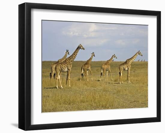 Maasai Giraffes Roaming Across the Maasai Mara, Kenya-Joe Restuccia III-Framed Photographic Print