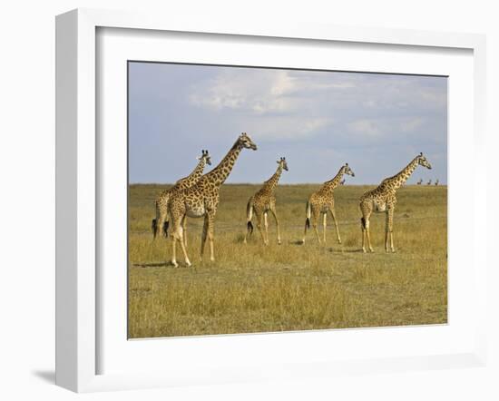 Maasai Giraffes Roaming Across the Maasai Mara, Kenya-Joe Restuccia III-Framed Photographic Print