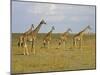 Maasai Giraffes Roaming Across the Maasai Mara, Kenya-Joe Restuccia III-Mounted Photographic Print