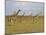 Maasai Giraffes Roaming Across the Maasai Mara, Kenya-Joe Restuccia III-Mounted Photographic Print