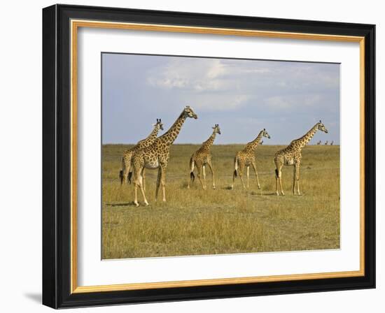 Maasai Giraffes Roaming Across the Maasai Mara, Kenya-Joe Restuccia III-Framed Photographic Print