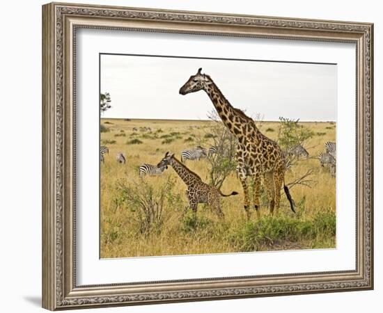 Maasai Giraffes Roaming, Maasai Mara, Kenya-Joe Restuccia III-Framed Photographic Print