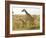 Maasai Giraffes Roaming, Maasai Mara, Kenya-Joe Restuccia III-Framed Photographic Print