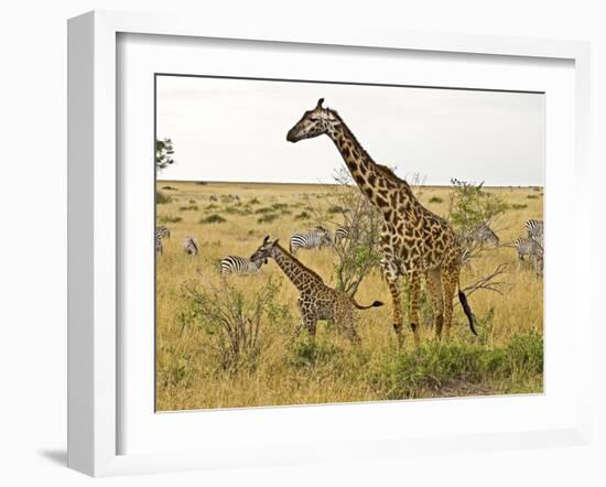 Maasai Giraffes Roaming, Maasai Mara, Kenya-Joe Restuccia III-Framed Photographic Print