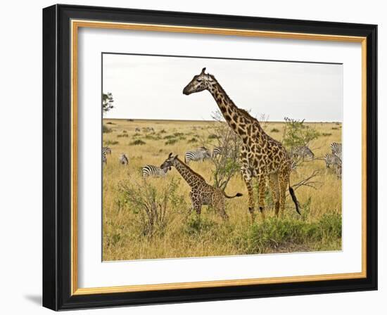 Maasai Giraffes Roaming, Maasai Mara, Kenya-Joe Restuccia III-Framed Photographic Print