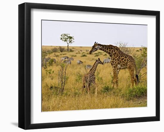 Maasai Giraffes Roaming, Maasai Mara, Kenya-Joe Restuccia III-Framed Photographic Print