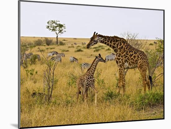 Maasai Giraffes Roaming, Maasai Mara, Kenya-Joe Restuccia III-Mounted Photographic Print