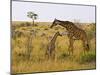Maasai Giraffes Roaming, Maasai Mara, Kenya-Joe Restuccia III-Mounted Photographic Print