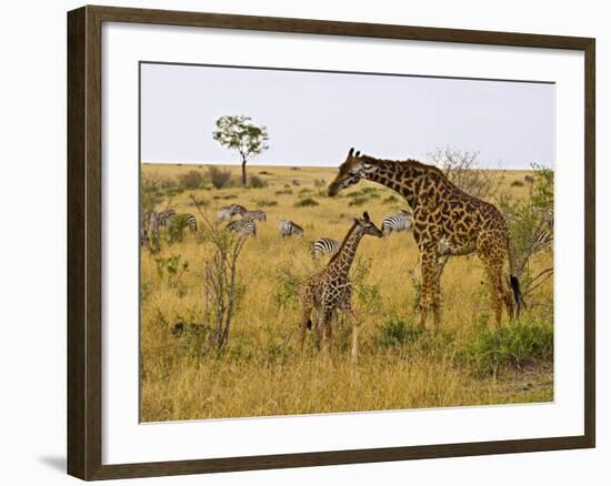 Maasai Giraffes Roaming, Maasai Mara, Kenya-Joe Restuccia III-Framed Photographic Print