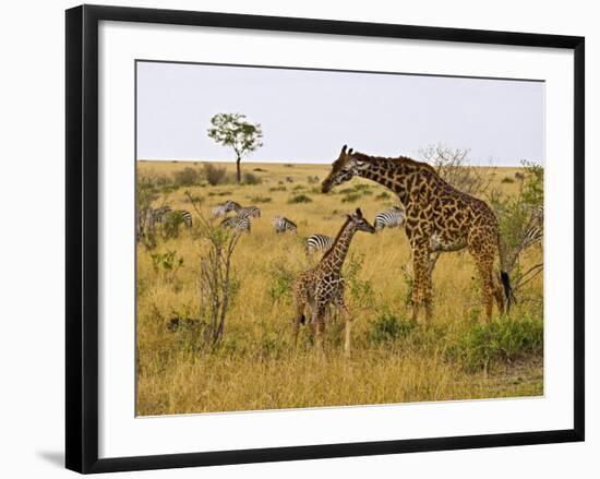 Maasai Giraffes Roaming, Maasai Mara, Kenya-Joe Restuccia III-Framed Photographic Print