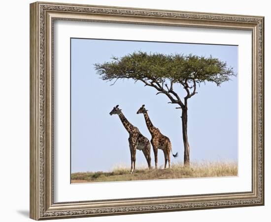 Maasai Giraffes Shade Themselves Beneath a Balanites Tree at the Masai Mara National Reserve-Nigel Pavitt-Framed Photographic Print