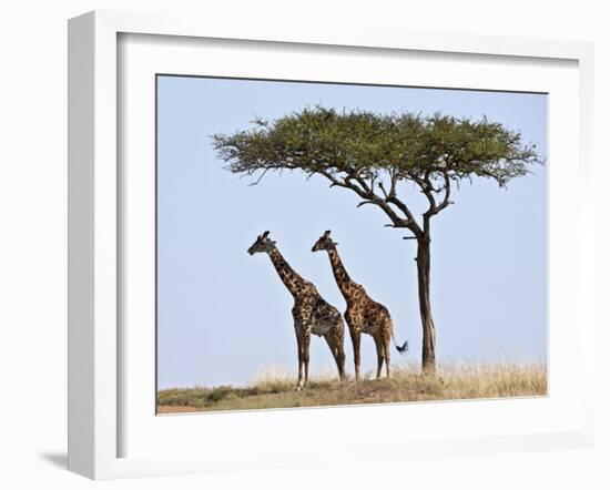 Maasai Giraffes Shade Themselves Beneath a Balanites Tree at the Masai Mara National Reserve-Nigel Pavitt-Framed Photographic Print