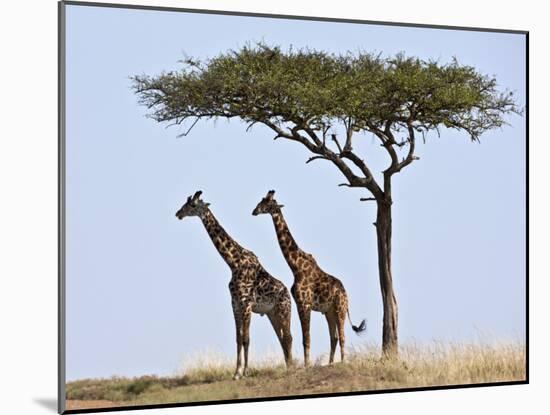 Maasai Giraffes Shade Themselves Beneath a Balanites Tree at the Masai Mara National Reserve-Nigel Pavitt-Mounted Photographic Print
