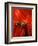 Maasai Teacher, Esetiti Nursery School, Amboseli National Park, Kenya-Alison Jones-Framed Photographic Print