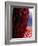 Maasai Warrior's Plaited Hair, Masai Mara National Reserve, Kenya-Tom Cockrem-Framed Photographic Print