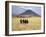 Maasai Warriors Stride across Golden Grass Plains at Foot of Ol Doinyo Lengai, 'Mountain of God'-Nigel Pavitt-Framed Photographic Print