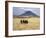 Maasai Warriors Stride across Golden Grass Plains at Foot of Ol Doinyo Lengai, 'Mountain of God'-Nigel Pavitt-Framed Photographic Print