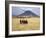 Maasai Warriors Stride across Golden Grass Plains at Foot of Ol Doinyo Lengai, 'Mountain of God'-Nigel Pavitt-Framed Photographic Print