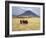 Maasai Warriors Stride across Golden Grass Plains at Foot of Ol Doinyo Lengai, 'Mountain of God'-Nigel Pavitt-Framed Photographic Print