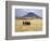 Maasai Warriors Stride across Golden Grass Plains at Foot of Ol Doinyo Lengai, 'Mountain of God'-Nigel Pavitt-Framed Photographic Print