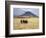 Maasai Warriors Stride across Golden Grass Plains at Foot of Ol Doinyo Lengai, 'Mountain of God'-Nigel Pavitt-Framed Photographic Print