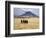 Maasai Warriors Stride across Golden Grass Plains at Foot of Ol Doinyo Lengai, 'Mountain of God'-Nigel Pavitt-Framed Photographic Print