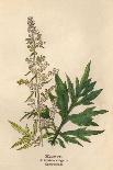Plants, Asperula Odorata-Mabel E Step-Art Print