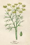 Plants, Sanicula Europaea-Mabel E Step-Art Print