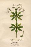 Plants, Geranium Molle-Mabel E Step-Art Print