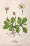 Plants, Oxalis Acetosella-Mabel E Step-Art Print